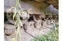 CAT D9H Rupsdozers