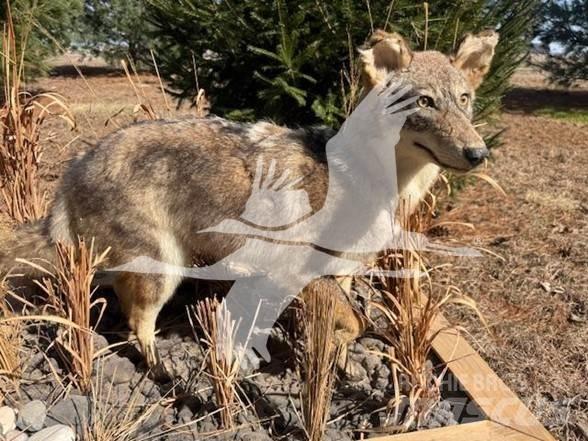 Coyote  Bouw - Overige