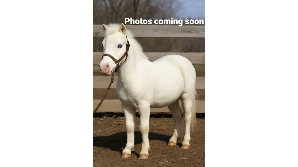 White Pony 40in Melkmachines