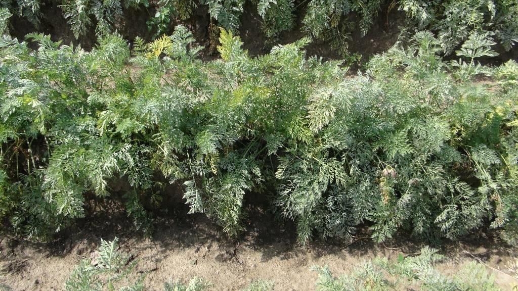 Weringen  WPS Precisiezaaimachines
