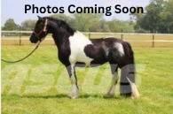  Horse Standardbred Overige veehouderijmachines