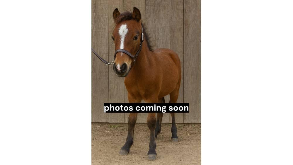  Pony Stallion 35in Melkmachines