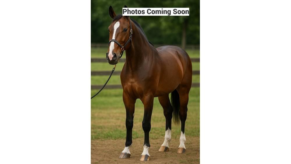  Standardbred Gelding Melkmachines