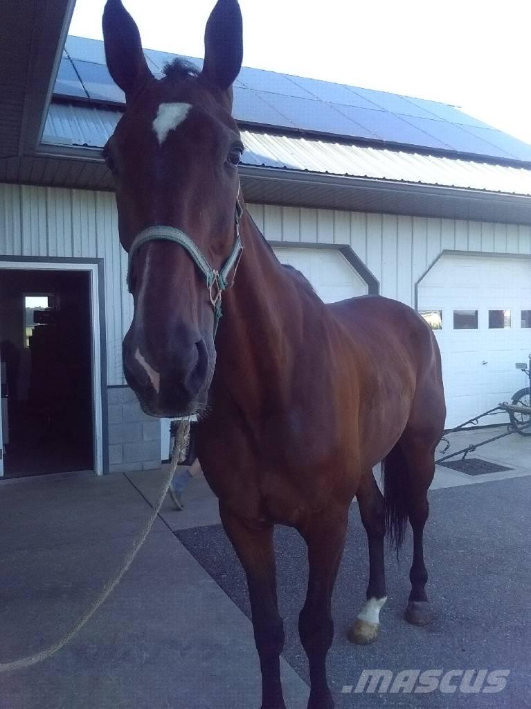  Standardbred Gelding Melkmachines