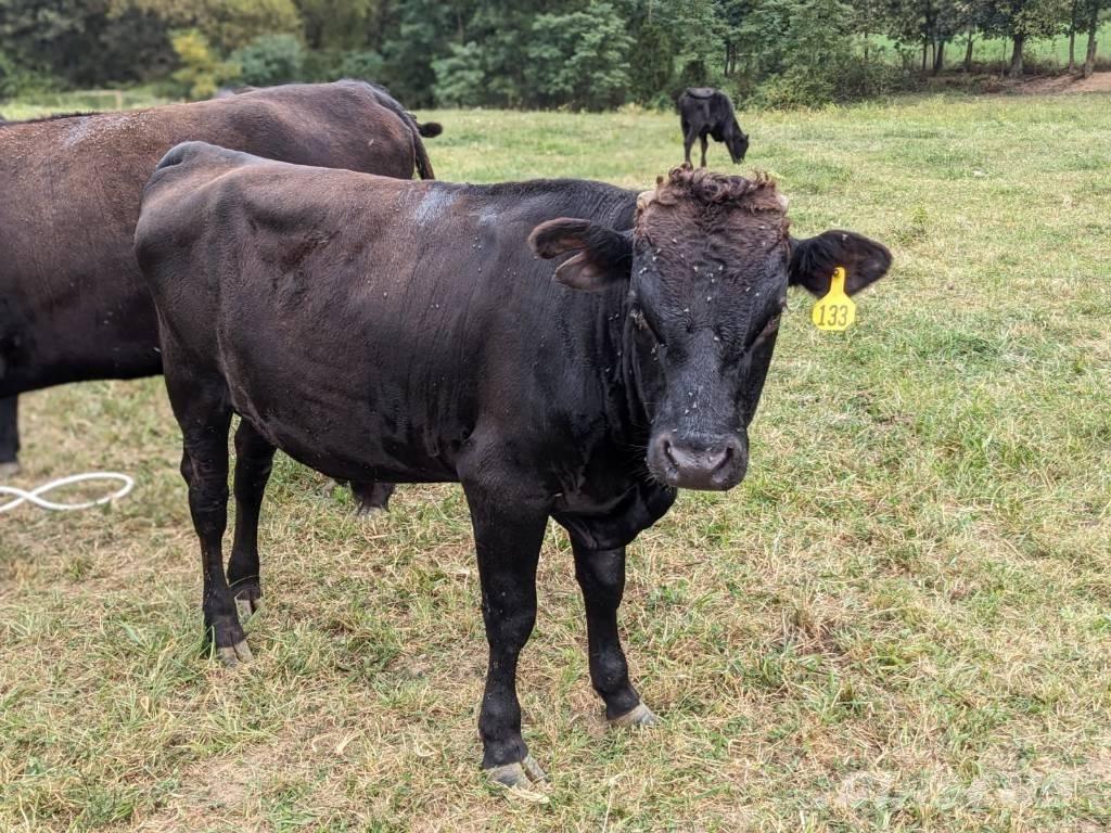 Bull (Organic Farm) Melkmachines