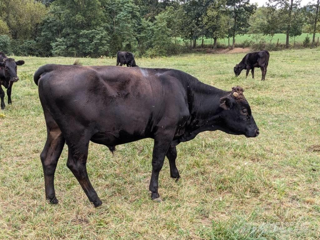 Bull (Organic Farm) Melkmachines
