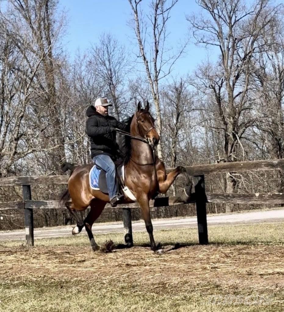  Horse Saddlebred Overige veehouderijmachines