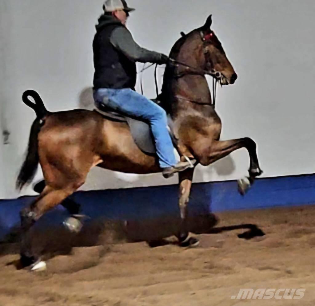  Horse Saddlebred Overige veehouderijmachines
