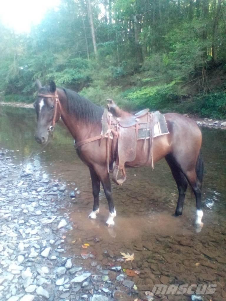  Horse Standaredbred Overige veehouderijmachines