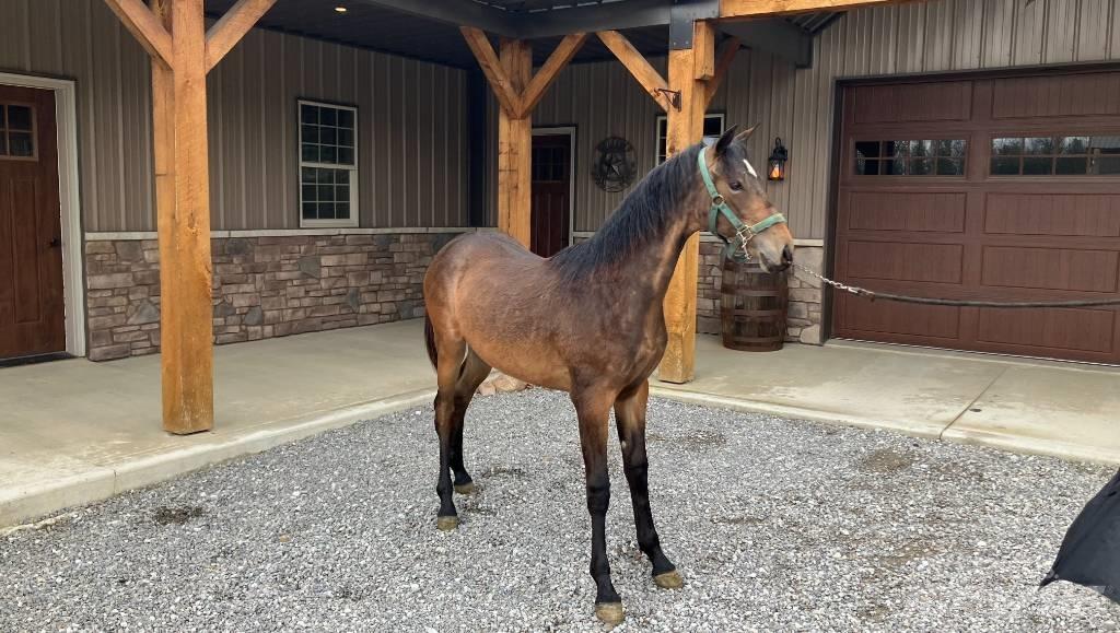 Morgan Filly Overige accessoires voor tractoren