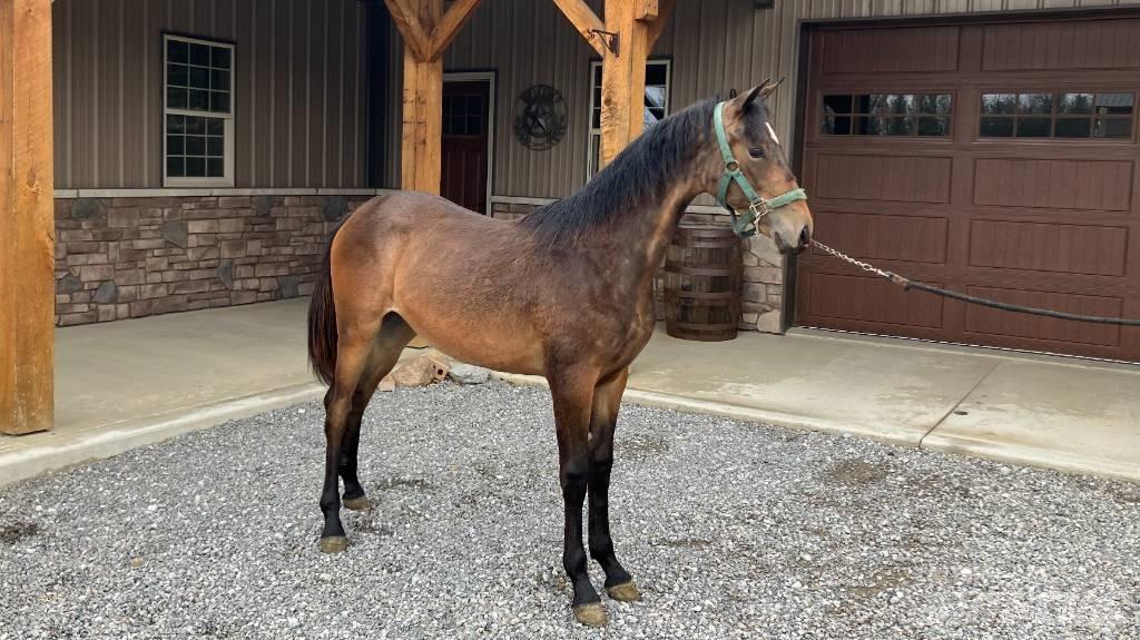 Morgan Filly Overige accessoires voor tractoren
