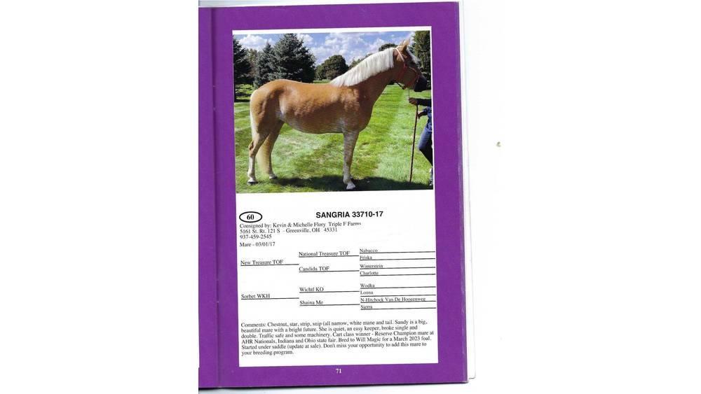  8 YO Chestnut Mare Overige veehouderijmachines