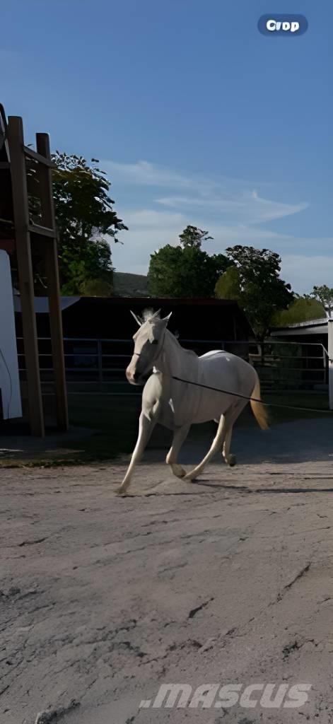  Horse Mare Overige veehouderijmachines