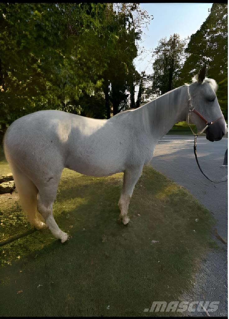  Horse Mare Overige veehouderijmachines