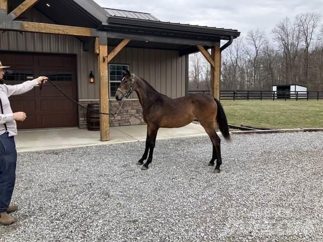 Morgan Filly Bouw - Overige