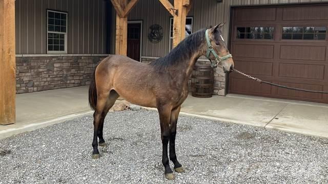 Morgan Filly Bouw - Overige