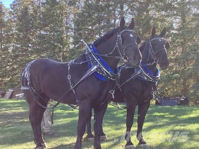  Percheron Team Bouw - Overige