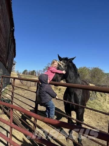  Percheron Team Bouw - Overige